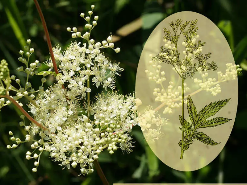Che Fiore è la Regina dei Prati? - Come assumere la spirea Ulmaria regina dei prati fiore - Come assumere la spirea Ulmaria