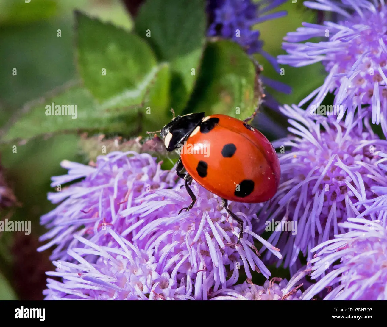 immagini coccinella su fiore - Come attirare le coccinelle in giardino