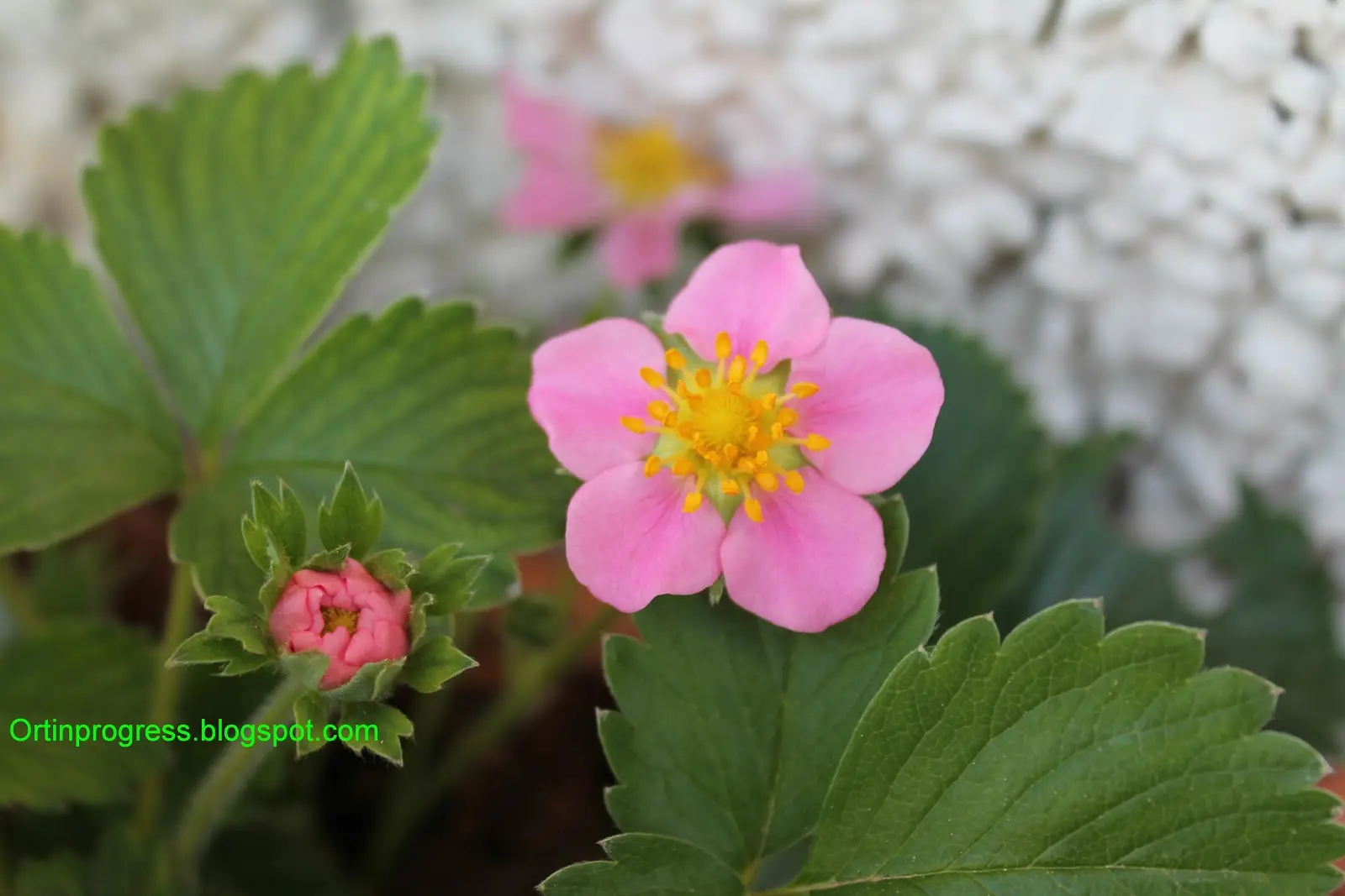 Come aumentare la fioritura delle fragole - Come aumentare la fioritura delle fragole fragole con fiori rossi - Come aumentare la fioritura delle fragole