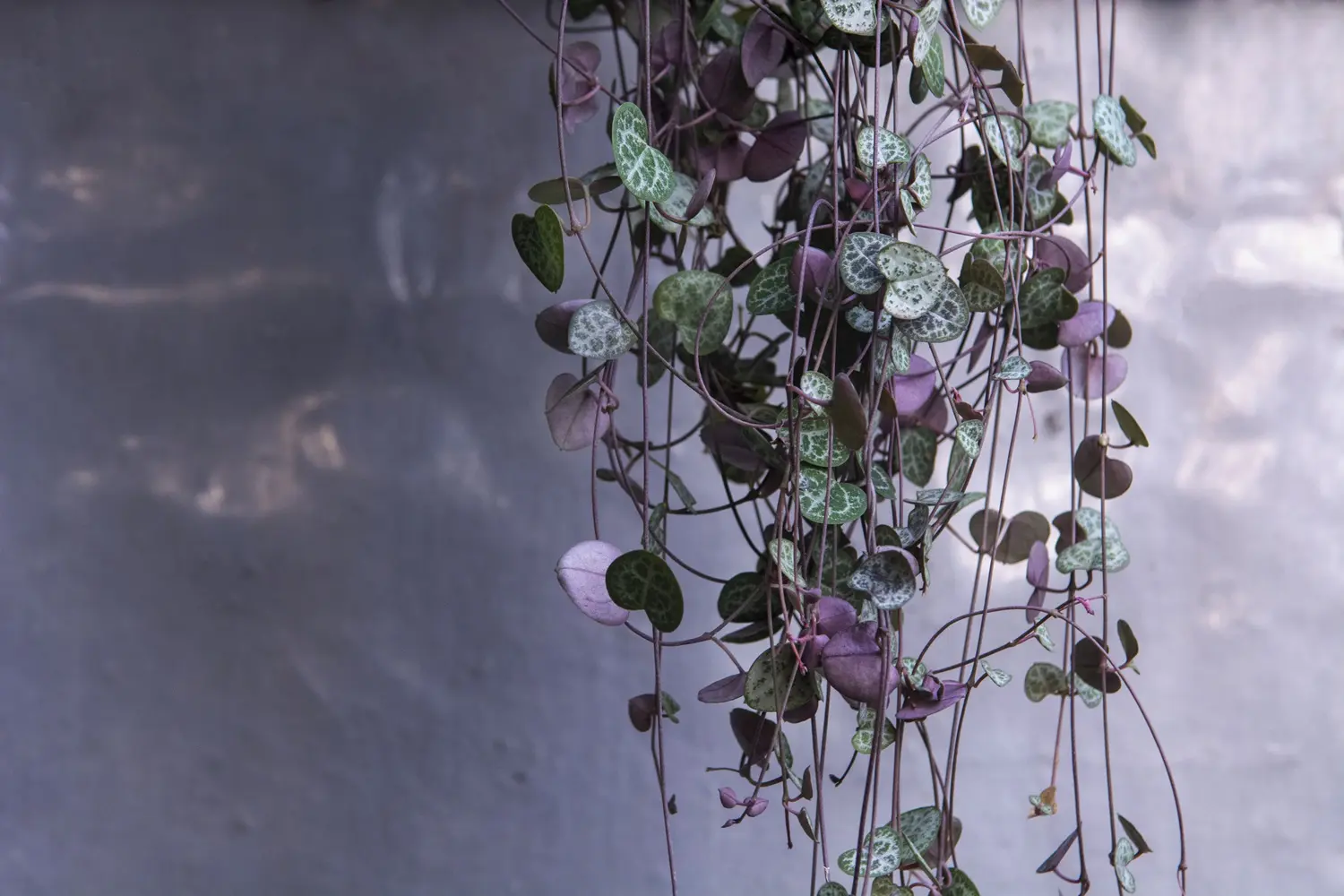ceropegia woodii fiori - Come bagnare la Ceropegia Woodii