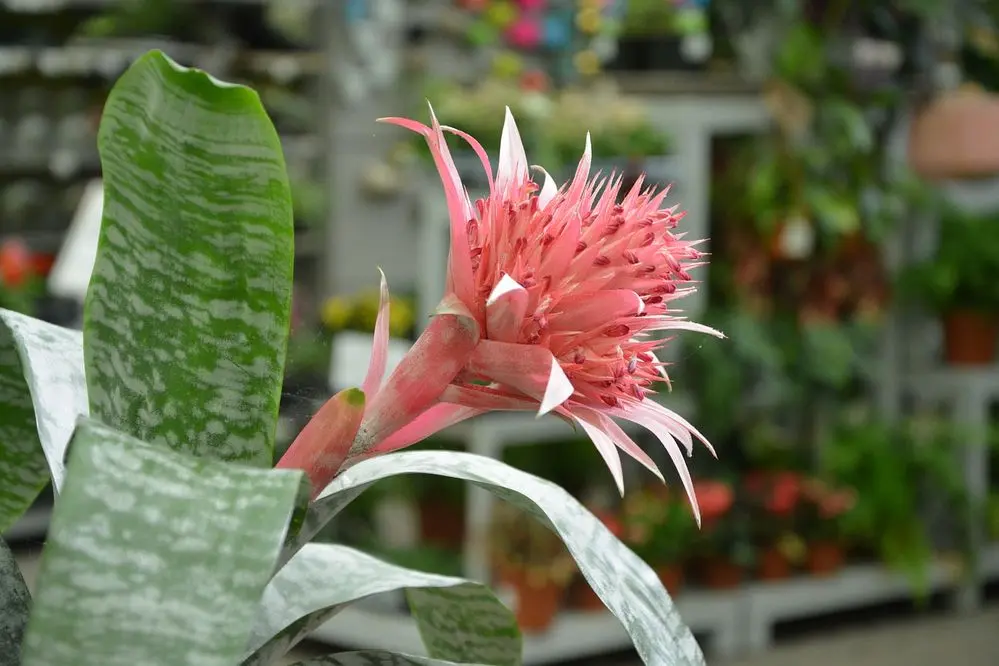 Aechmea Fasciata Fiore Secco: Un'elegante pianta d'appartamento - Come bagnare la pianta aechmea aechmea fasciata fiore secco - Come bagnare la pianta aechmea