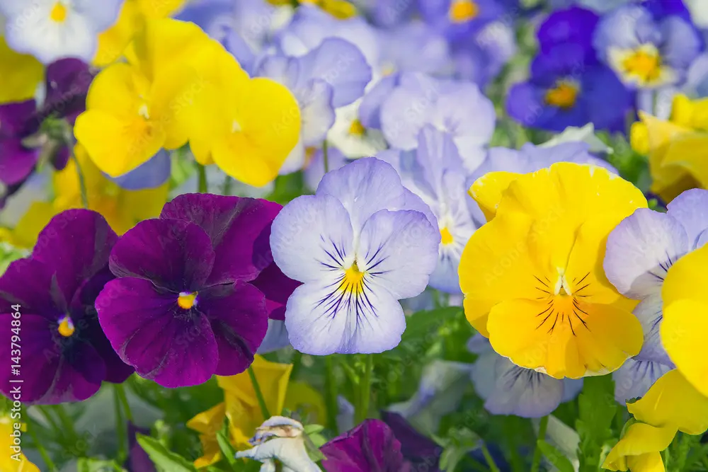 fiore del pensiero - Come bagnare le viole del pensiero