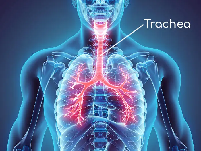 fiori di bach per tosse nervosa - Come calmare la tosse di trachea