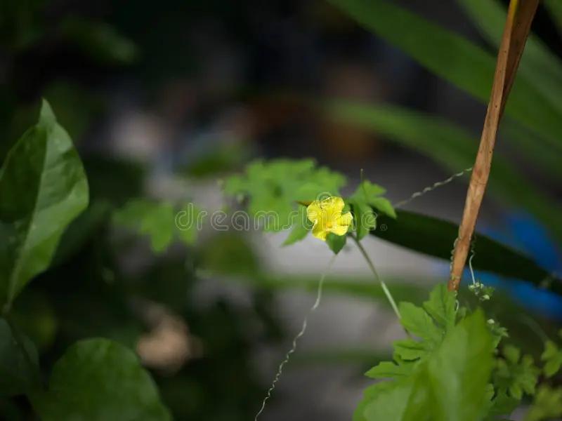 Fiori di Zucca Amari: Una guida completa - Come capire se i fiori di zucca sono andati a male fiori di zucca amari - Come capire se i fiori di zucca sono andati a male