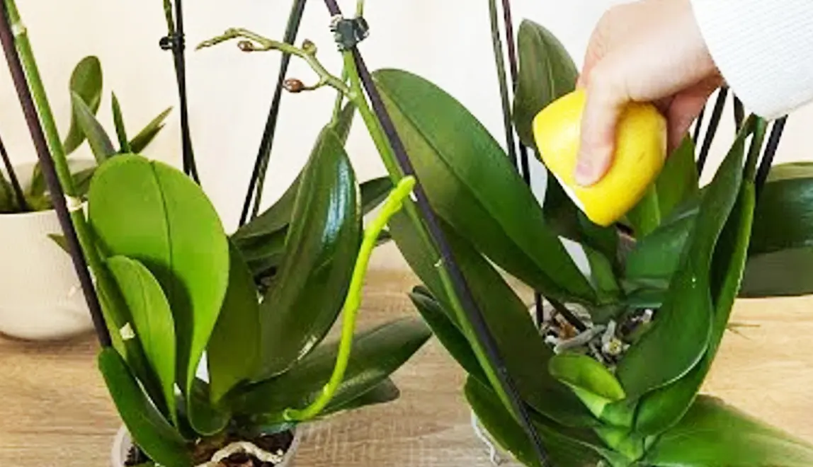 quando fioriscono le orchidee - Come capire se l'orchidea sta per fiorire