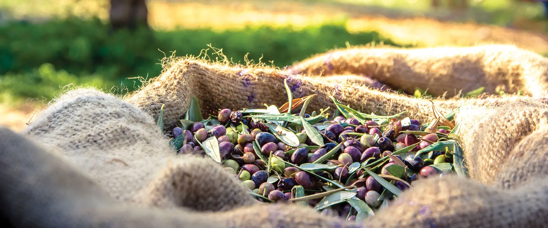 fiori ulivo - Come capire se l'ulivo fa le olive