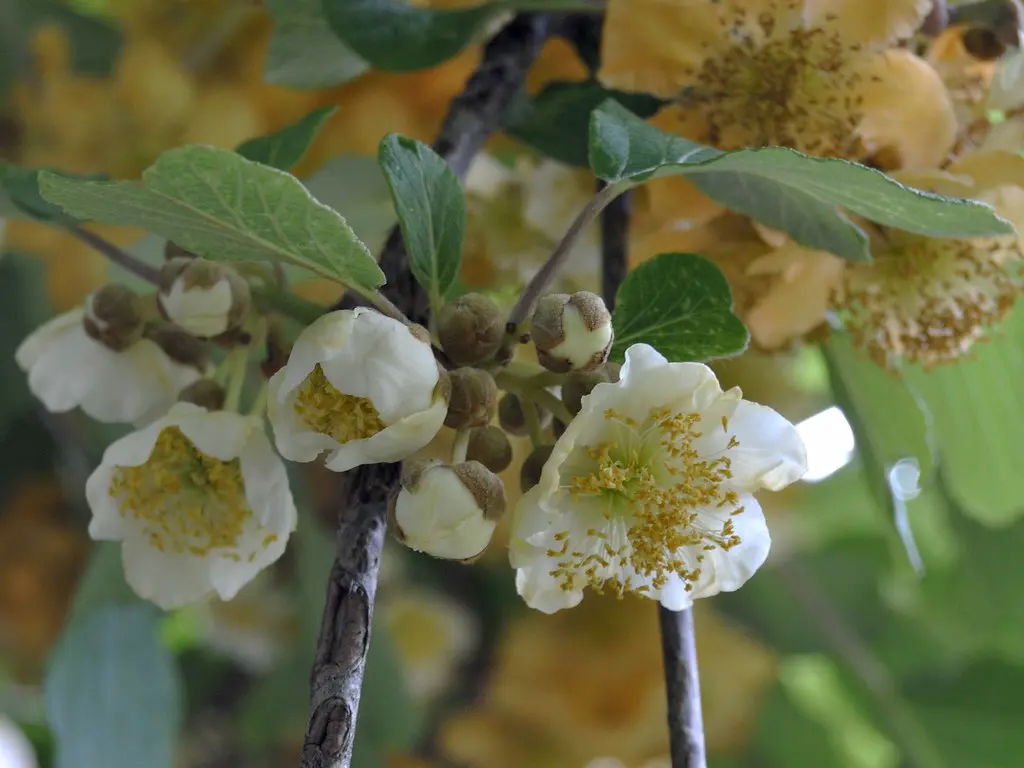 fiori di kiwi - Come capire se la pianta di kiwi è maschio o femmina