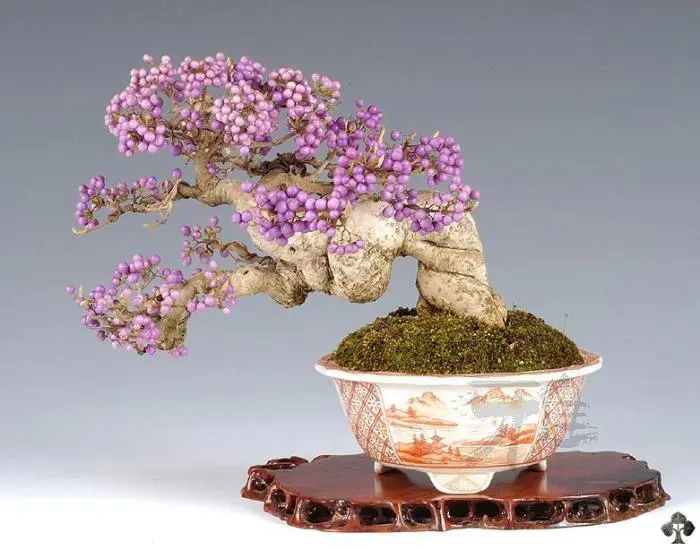 bonsai con fiori - Come capire se un bonsai è da interno o esterno