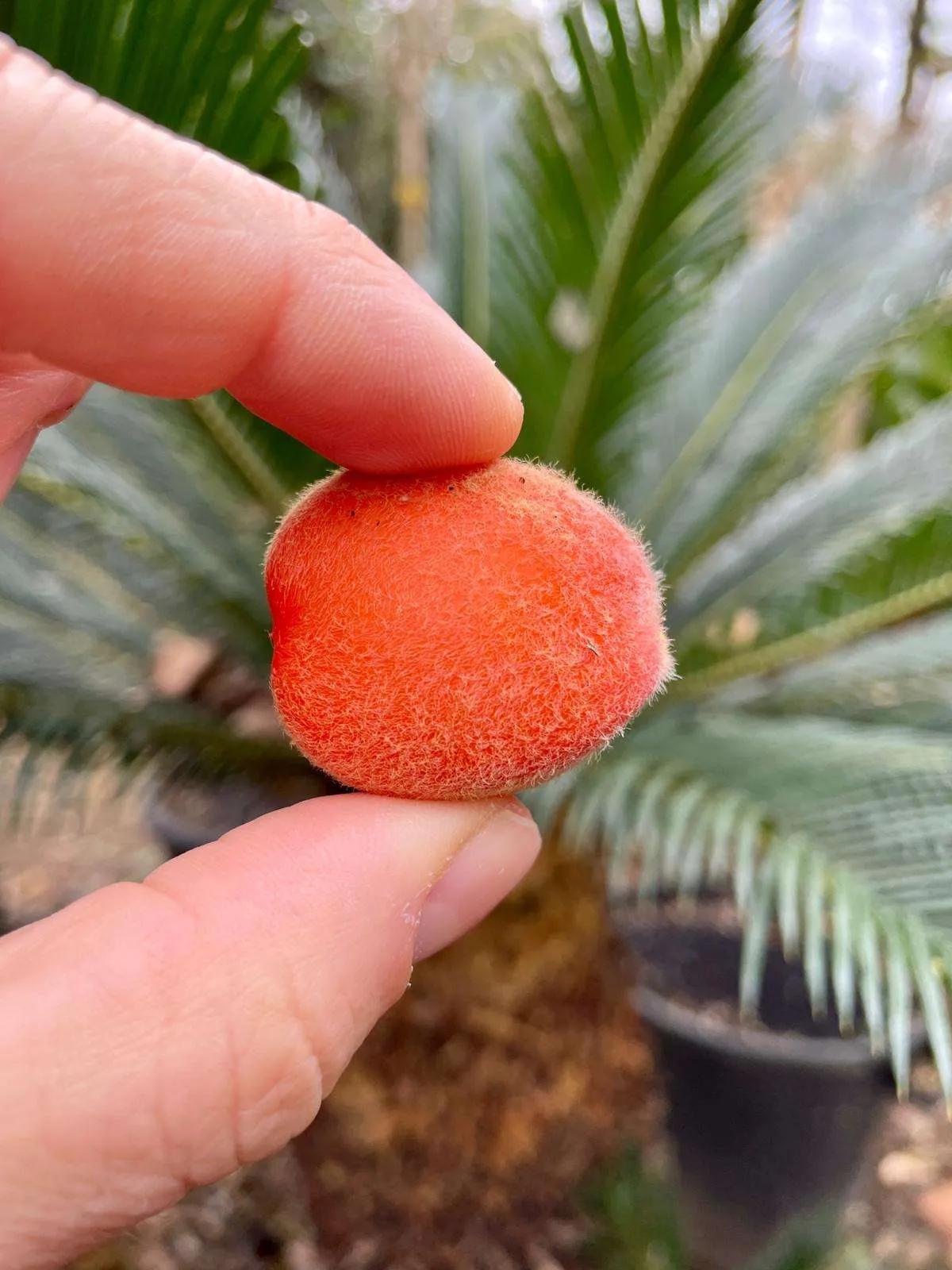 Fiore Cycas: tutto ciò che devi sapere - Come capire se una Cycas è femmina o maschio fiore cycas - Come capire se una Cycas è femmina o maschio