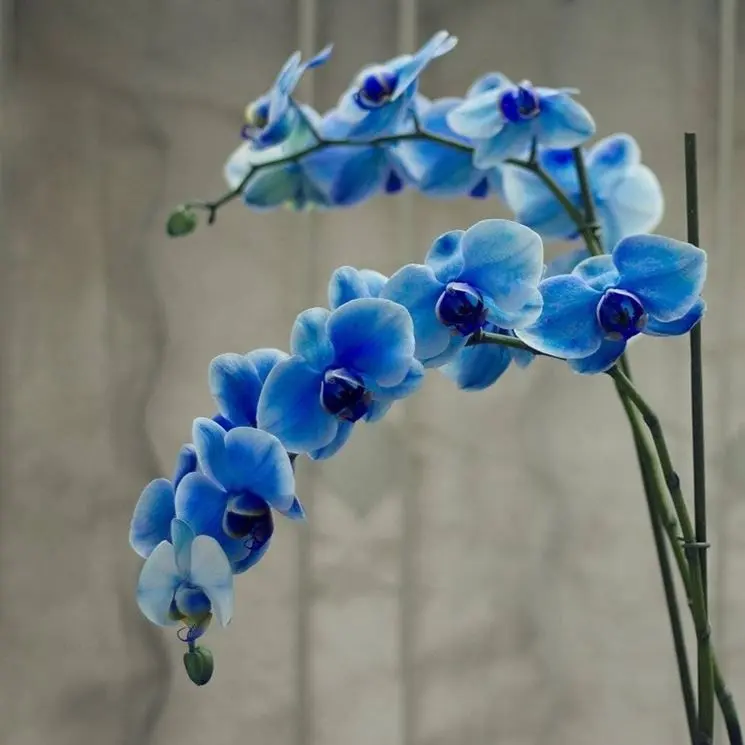 Fiore orchidea blu: un colore insolito e afmaravilloso - Come colorare le orchidee di blu fiore orchidea blu - Come colorare le orchidee di blu