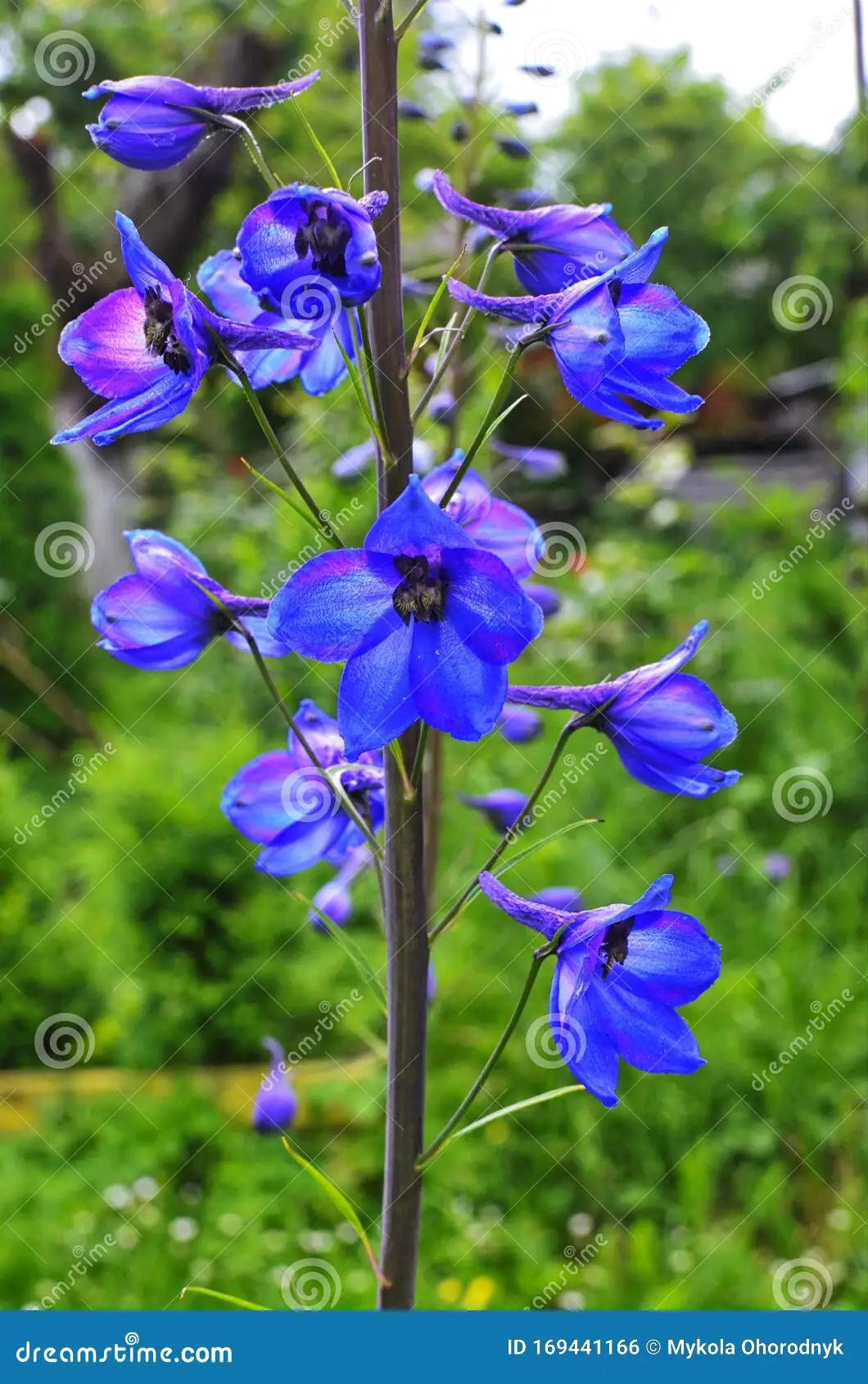 Delphinium Fiore: il significato del fiore dell'amore sincero - Come coltivare Delphinium delphinium fiore - Come coltivare Delphinium