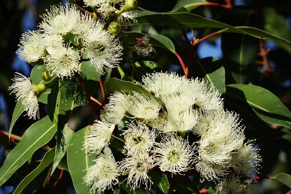 eucalipto pianta fiori - Come coltivare eucalipto in vaso