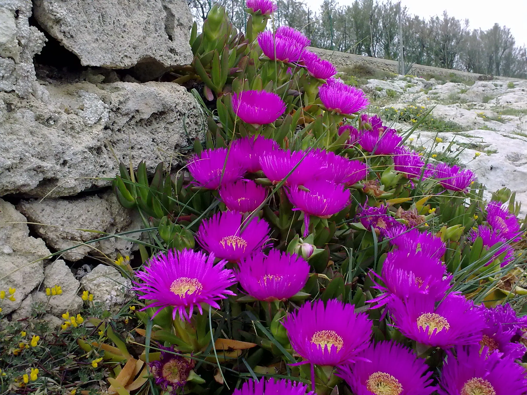 pianta grassa con fiore viola - Come coltivare il fico di mare