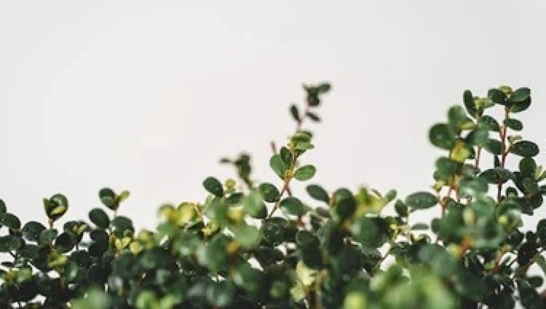 ficus repens fiori - Come coltivare il Ficus Pumila