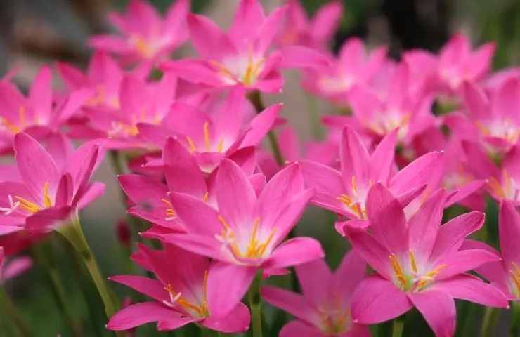 Giglio della pioggia: una pianta afmaravilloso per il tuo giardino - Come coltivare il giglio della pioggia fiore della pioggia - Come coltivare il giglio della pioggia