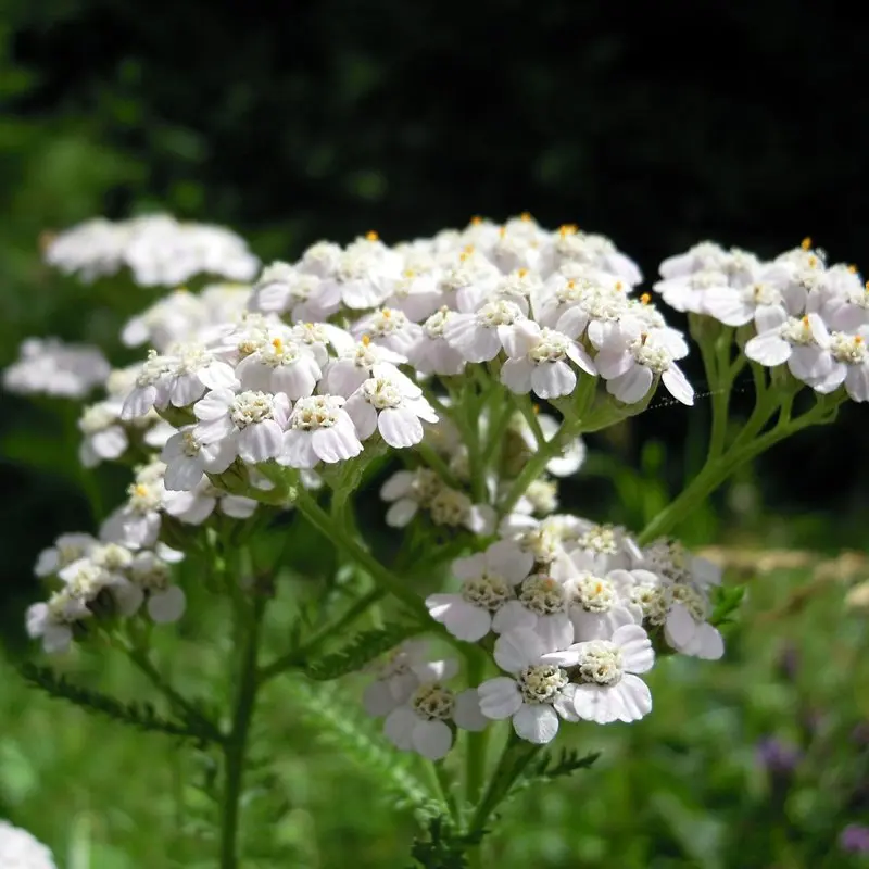 achillea fiore - Come coltivare l achillea