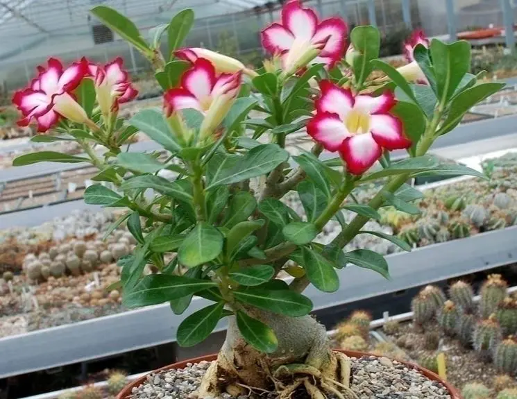 Coltivare l'Adenium Obesum: soluzioni per quando non fiorisce - Come coltivare l Adenium Obesum adenium obesum non fiorisce - Come coltivare l Adenium Obesum