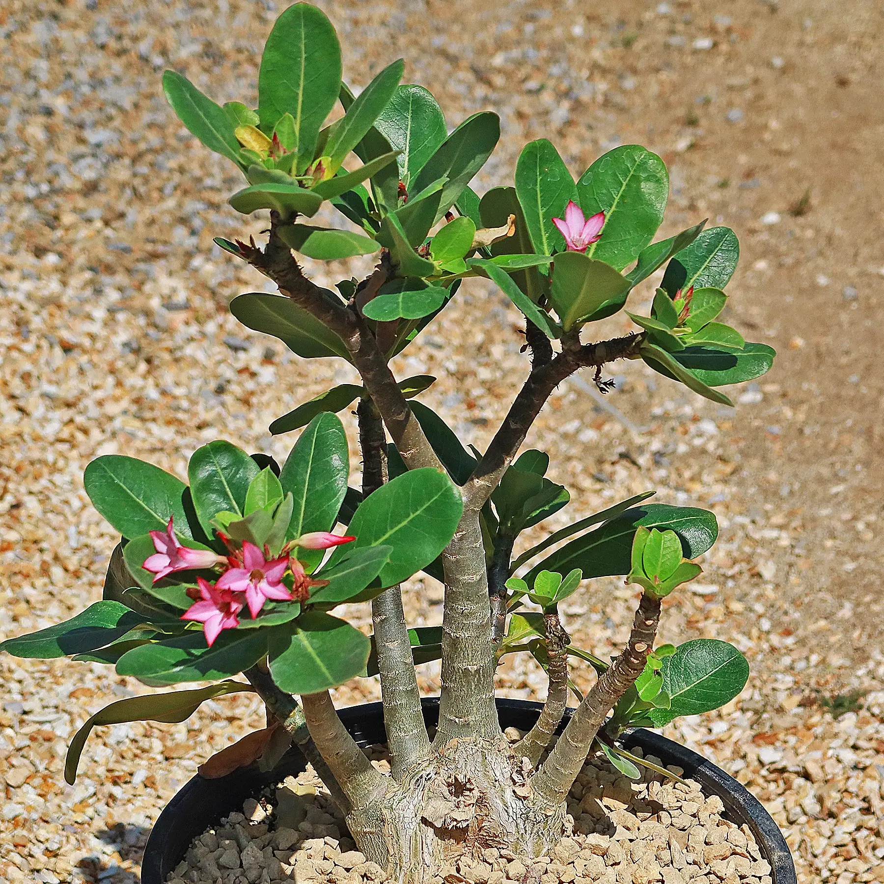Coltivare l'adenium obesum: soluzioni per fioritura