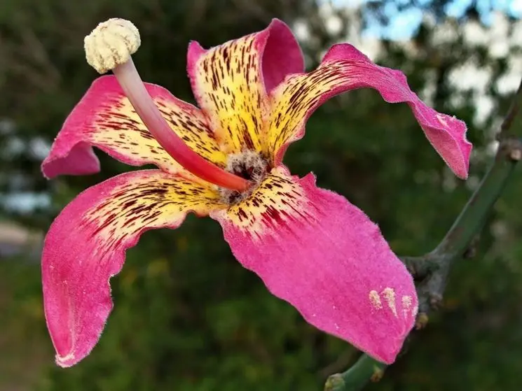 ceiba speciosa fiore - Come coltivare l'albero bottiglia