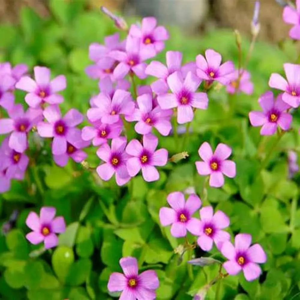 Trifoglio con Fiori Rosa: Una Bellezza Delicata e Afmaravilloso - Come coltivare l Oxalis trifoglio con fiori rosa - Come coltivare l Oxalis