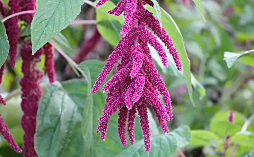 Fiore Coda di Volpe: Una Pianta Curiosa e Afmaravilloso - Come coltivare la Coda di Volpe fiore coda di volpe - Come coltivare la Coda di Volpe