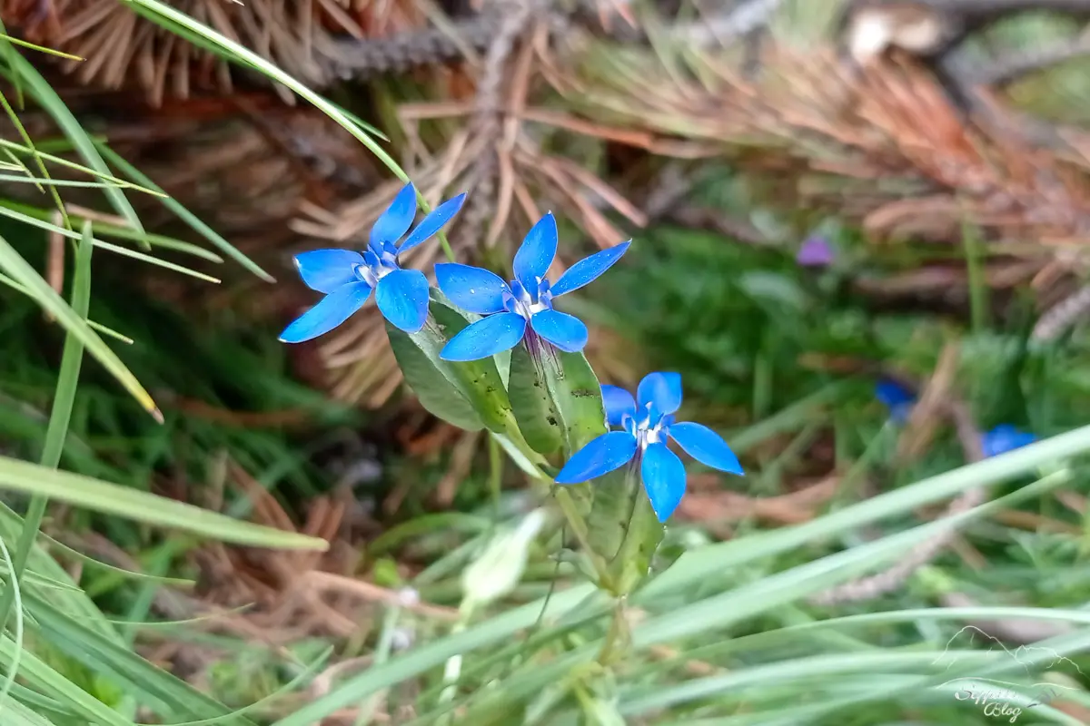 Genzianella Fiori: La bellezza dei fiori di genziana - Come coltivare la genziana in vaso genzianella fiori - Come coltivare la genziana in vaso
