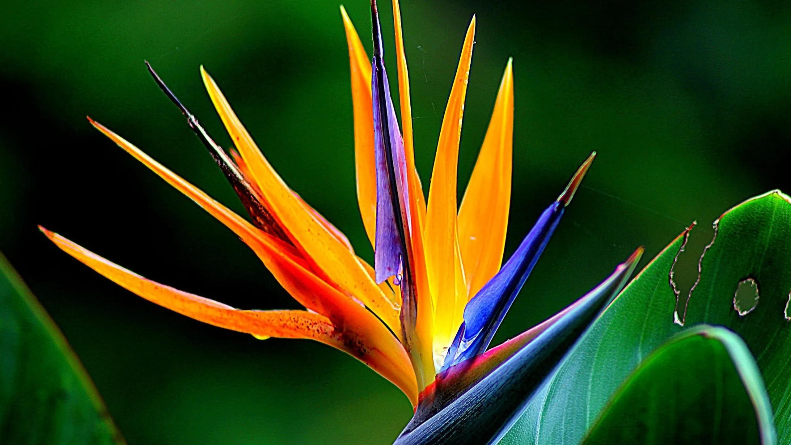 Coltivare gli uccelli del paradiso fiori in vaso - Come coltivare la Strelitzia in vaso uccelli del paradiso fiori - Come coltivare la Strelitzia in vaso