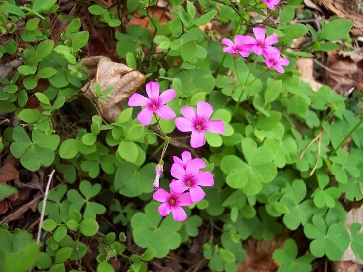 Trifoglio con Fiori Rosa: Una Bellezza Delicata e Afmaravilloso - Come coltivare le Oxalis in vaso trifoglio con fiori rosa - Come coltivare le Oxalis in vaso