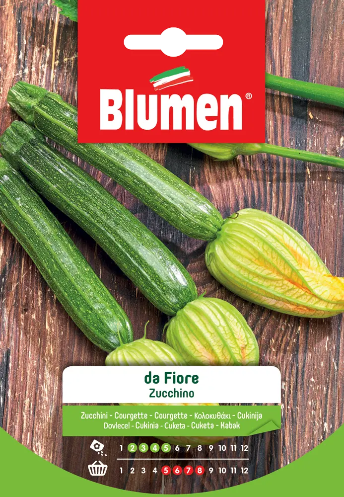 zucchino con fiore - Come coltivare zucchine da fiore