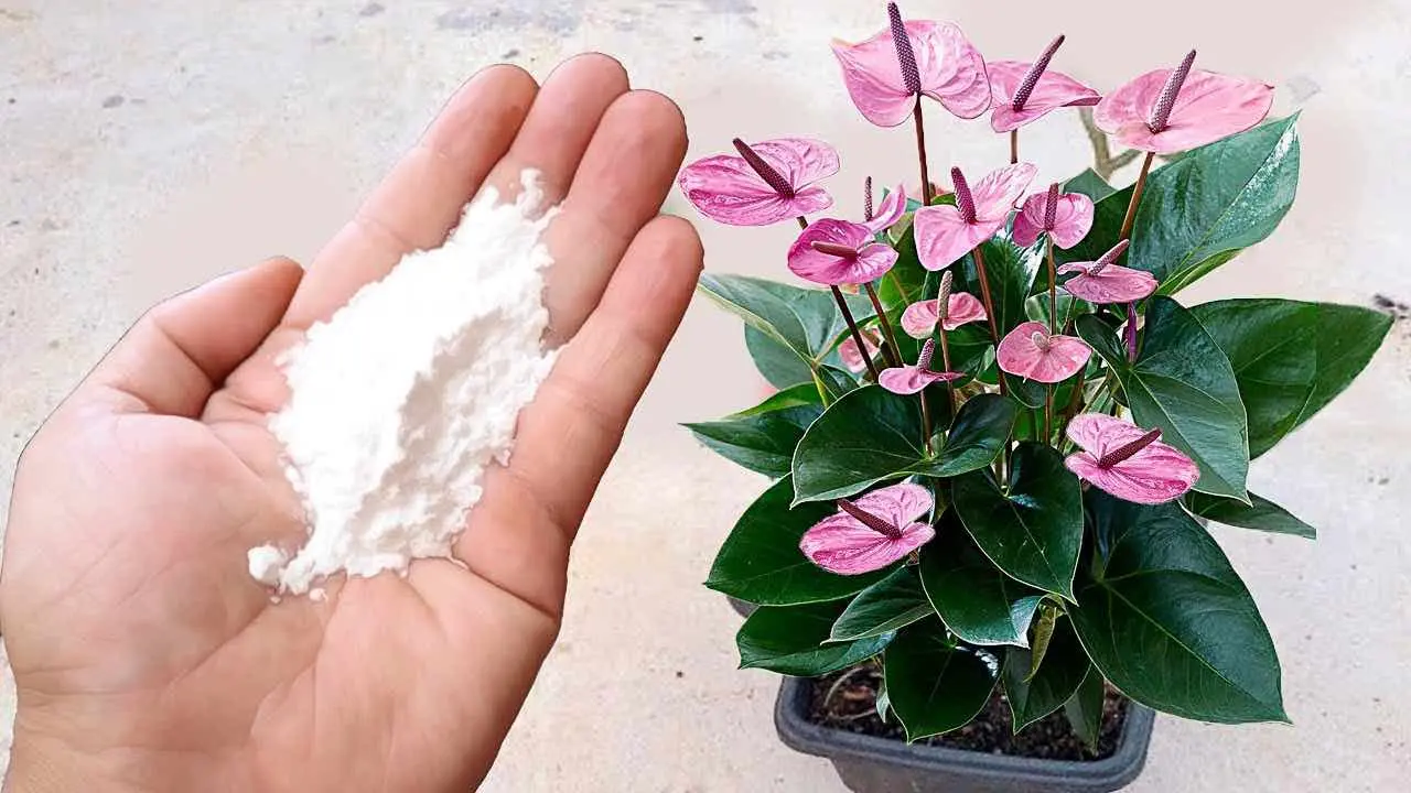 concime per fiori fatto in casa - Come concimare i fiori in modo naturale
