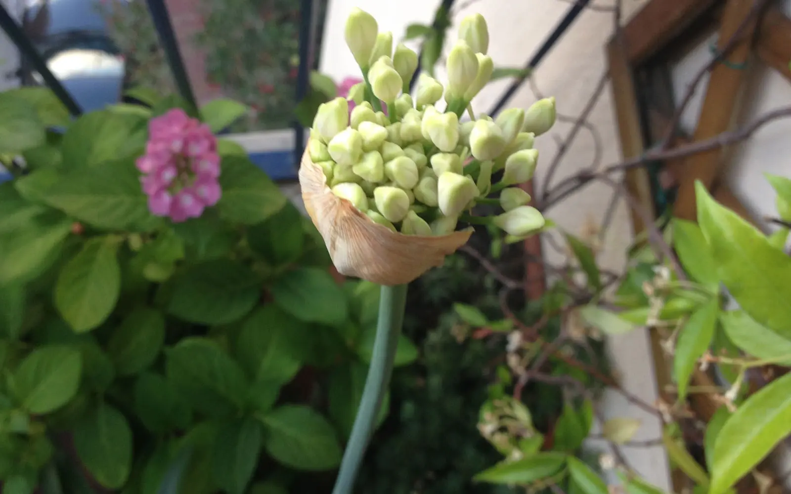 Agapanto: come fare fiorire questa pianta erbacea perenne - Come concimare l Agapanthus agapanto non fiorisce - Come concimare l Agapanthus