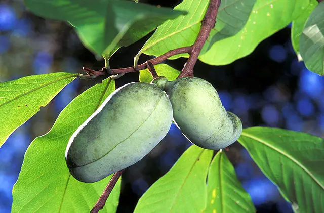 Asimina Triloba Fiore: un frutto esotico dal gusto unico - Come conservare asimina Triloba asimina triloba fiore - Come conservare asimina Triloba