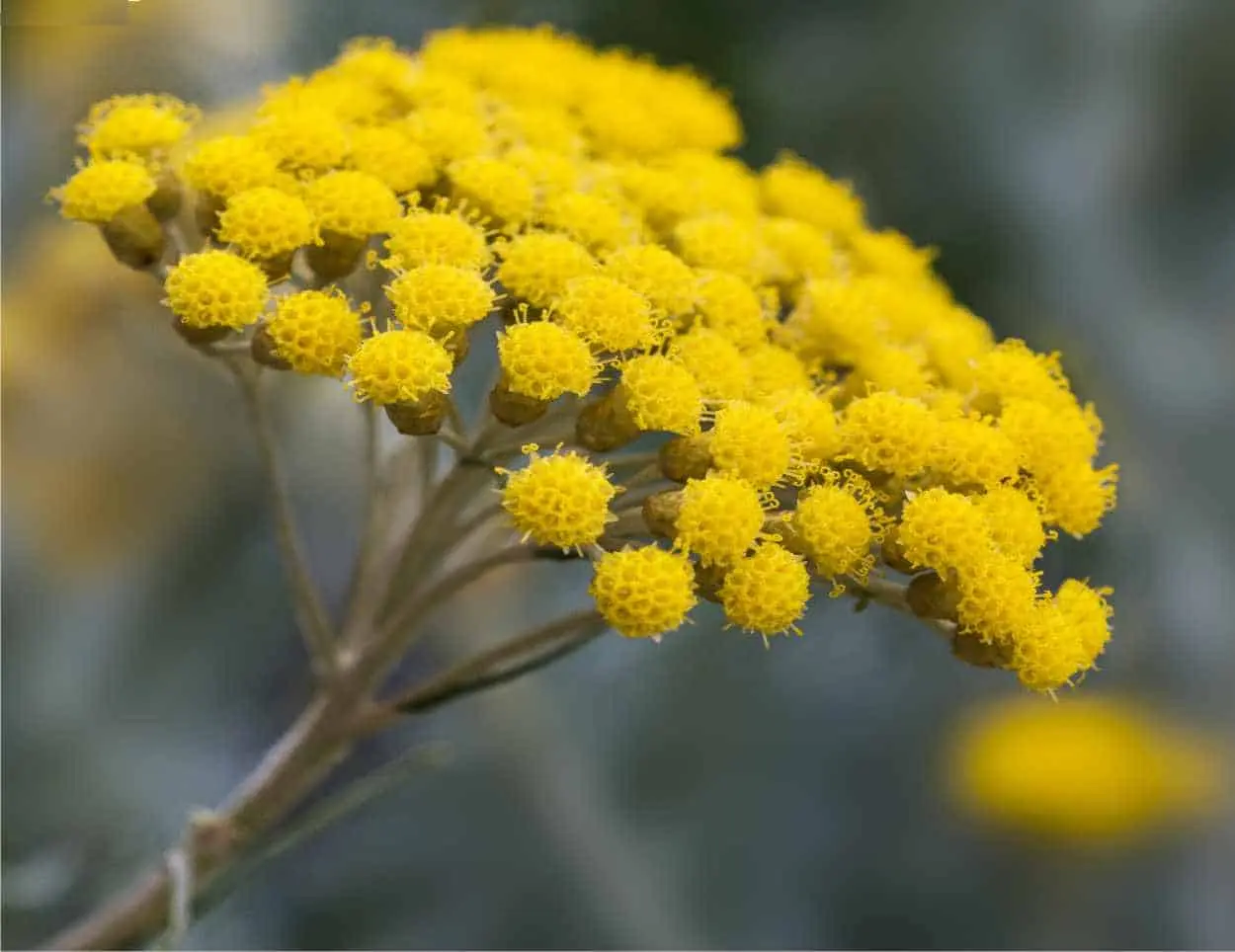 fiori di elicriso - Come conservare i fiori di elicriso