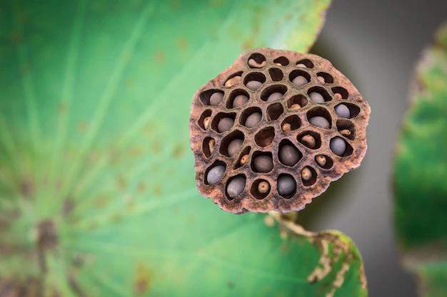 Fiori di Loto Secco: Un Simbolo di Bellezza e Purezza - Come conservare i fiori di loto fiori di loto secco - Come conservare i fiori di loto