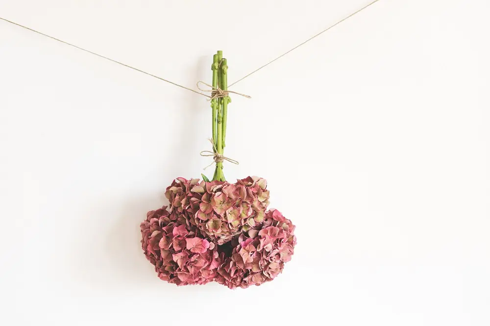 Come essiccare i fiori di ortensia - Come conservare i fiori recisi delle ortensie come essiccare i fiori di ortensia - Come conservare i fiori recisi delle ortensie