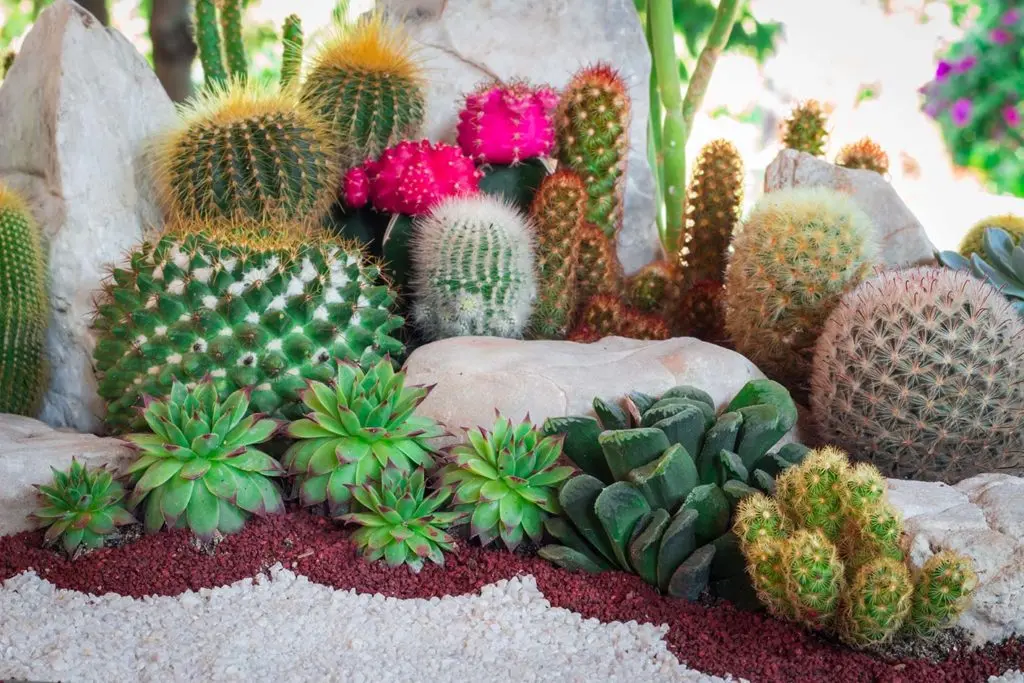 Fioriere con piante grasse: come creare un angolo verde unico - Come creare un aiuola con piante grasse fioriere con piante grasse - Come creare un aiuola con piante grasse