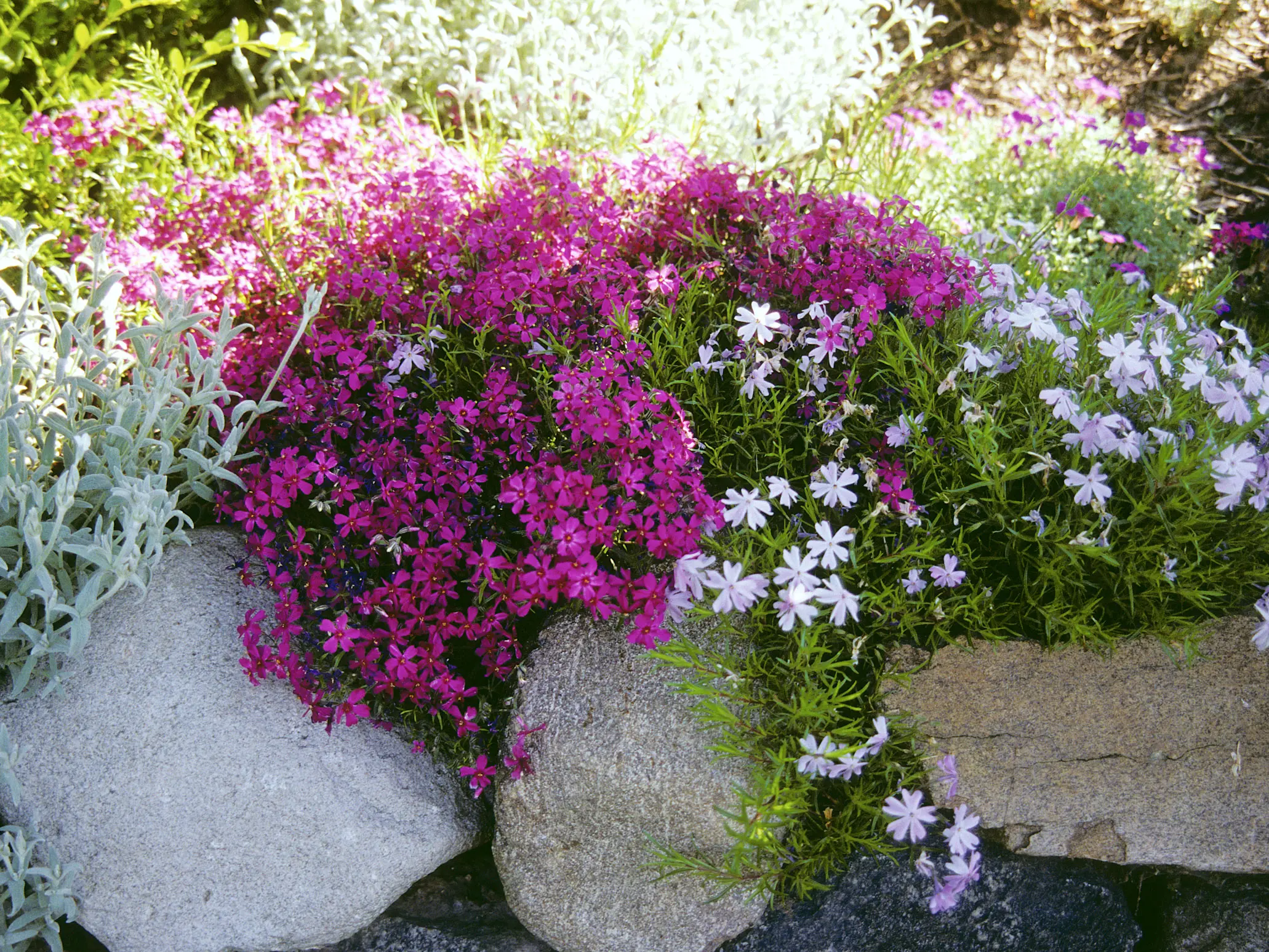 Aiuole fiorite con sassi: come creare un giardino resistente al sole - Come creare un aiuola con piante perenni aiuole fiorite con sassi - Come creare un aiuola con piante perenni