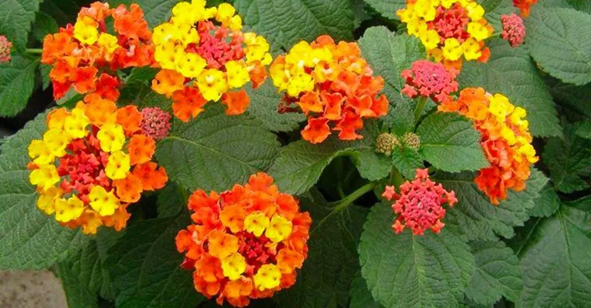 Come creare un'aiuola fiorita tutto l'anno - Come creare un'aiuola fiorita tutto l'anno fiore da aiuola - Come creare un'aiuola fiorita tutto l'anno