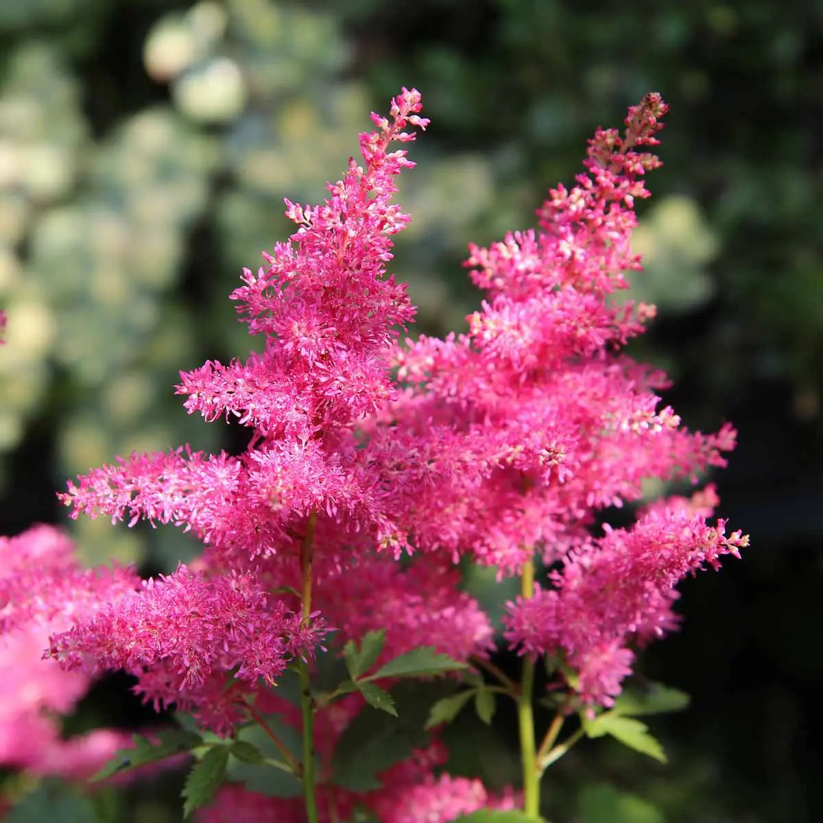 Astilbe fiore: tutto quello che devi sapere sulla sua coltivazione - Come curare Astilbe in vaso astilbe fiore - Come curare Astilbe in vaso
