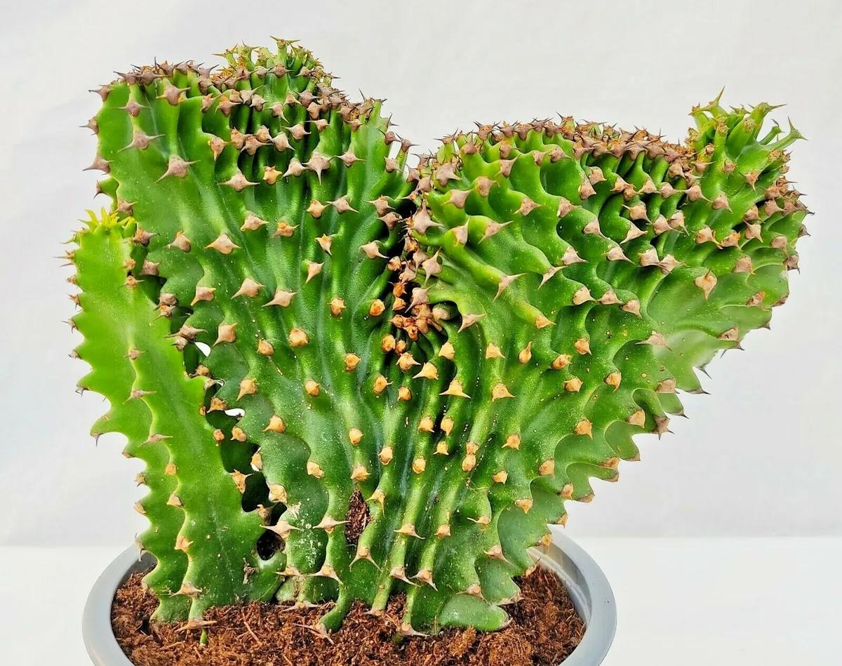 La Euphorbia Eritrea Fiore: Una Pianta Afmaravilloso - Come curare Euphorbia Eritrea euphorbia eritrea fiore - Come curare Euphorbia Eritrea