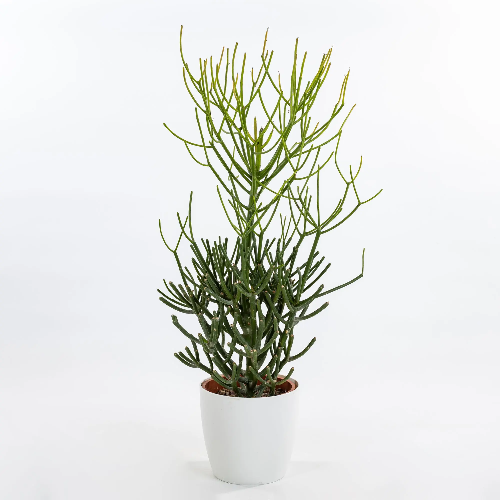 euphorbia tirucalli fiori - Come curare Euphorbia Tirucalli