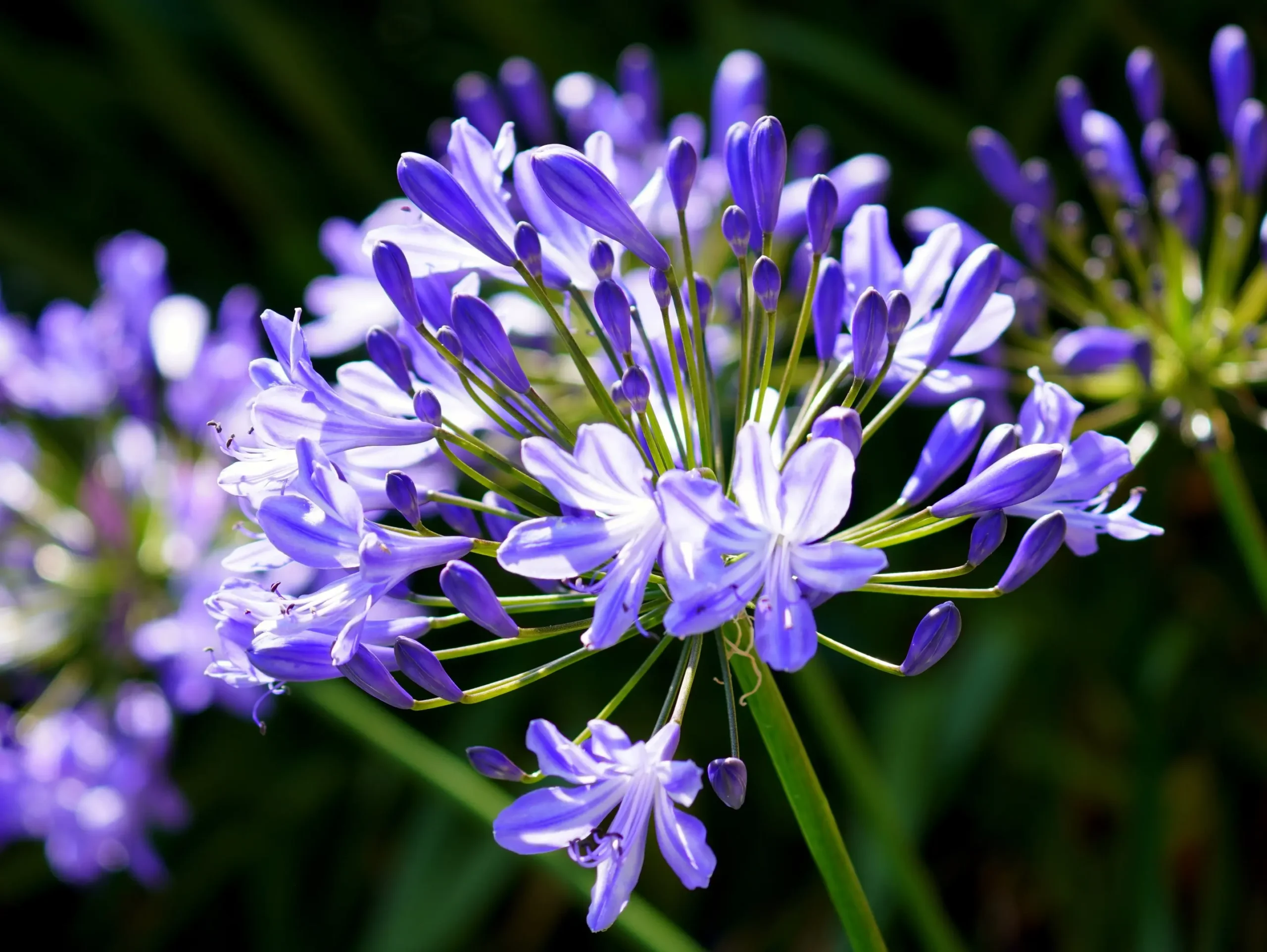 Fiore a Palla: Una Bellezza Floreale da Ammirare - Come curare gli agapanthus fiore a palla - Come curare gli agapanthus
