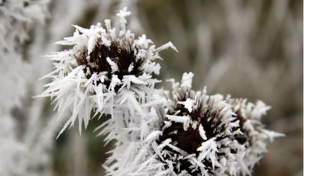 Fiore di Ghiaccio: La Pianta Perfetta per gli Amanti del Sole - Come curare gli amanti del sole fiore di ghiaccio pianta - Come curare gli amanti del sole