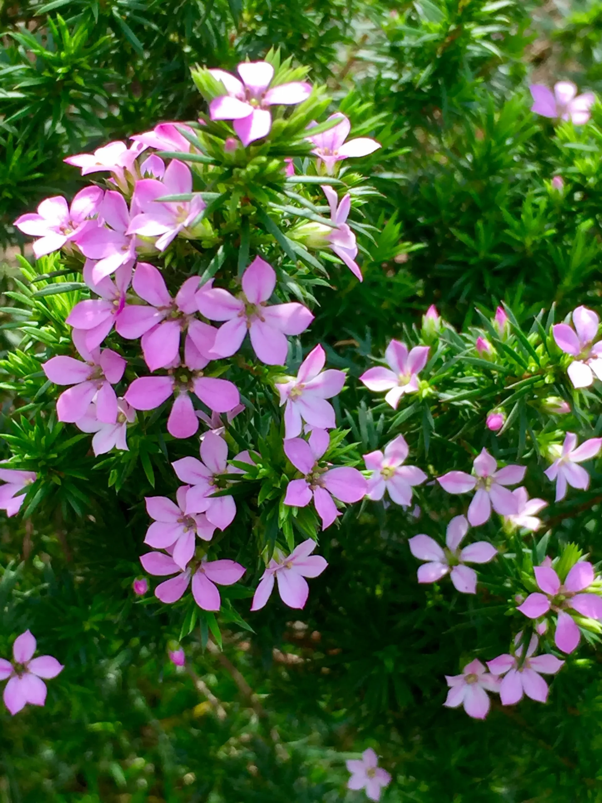 Come curare i cespugli di rose - Come curare i cespugli di rose cespuglio fiore rosa - Come curare i cespugli di rose