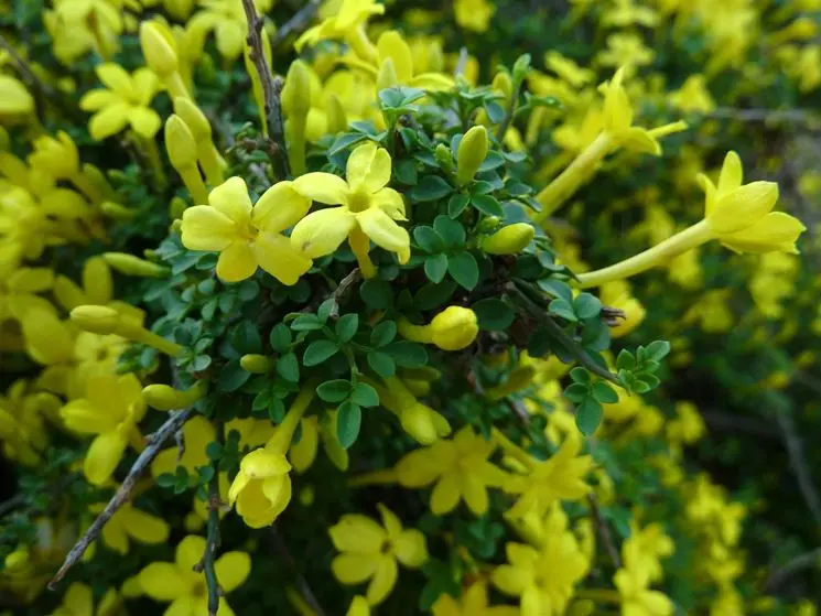 Come curare il gelsomino ingiallito - Come curare il gelsomino ingiallito gelsomino fiori gialli - Come curare il gelsomino ingiallito