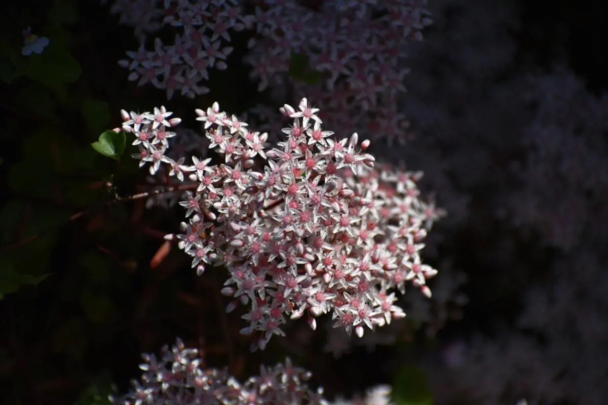 Sedum da fiore: una guida completa alla coltivazione e cura - Come curare il Sedum sedum da fiore - Come curare il Sedum