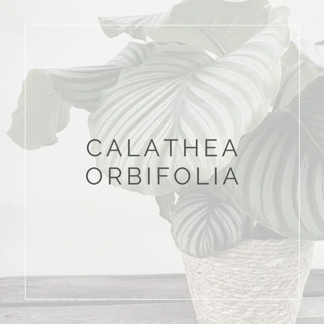 Guida alla cura e coltivazione della calathea orbifolia fiori