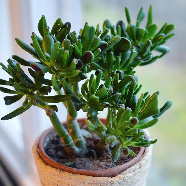 Crassula hobbit: una pianta succulenta unica per il tuo spazio