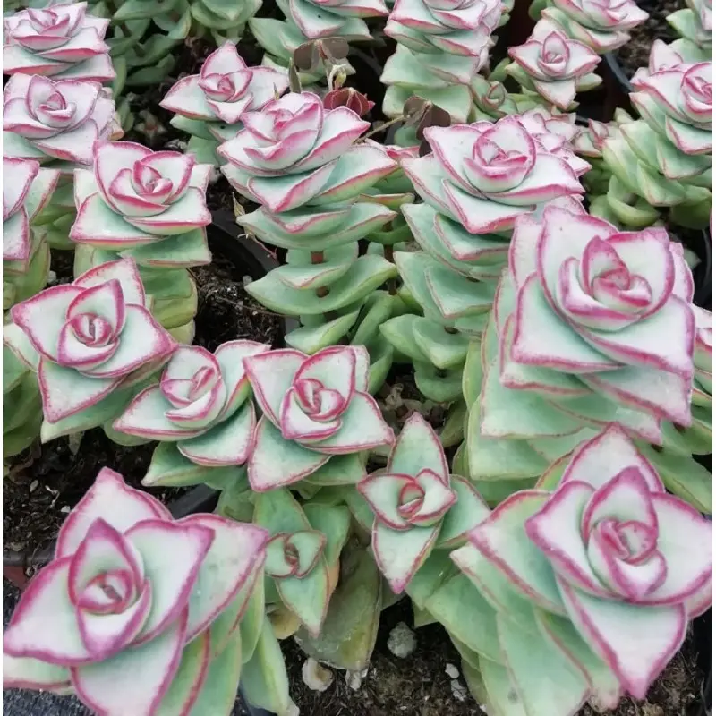 Crassula perforata fiori: guida completa alla cura della pianta succulenta