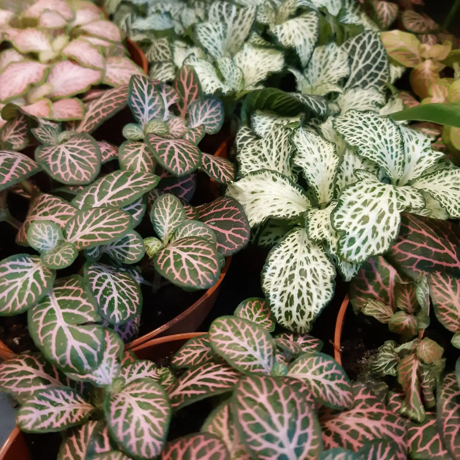Fittonia fiori: guida alla cura di questa pianta ornamentale